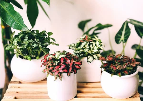 Mệnh hoả hợp cây gì? Cây phong thuỷ dành cho người mệnh hoả 19 Mệnh-hoả-hợp-cây-gì-Cây-phong-thuỷ-dành-cho-người-mệnh-hoả-img9