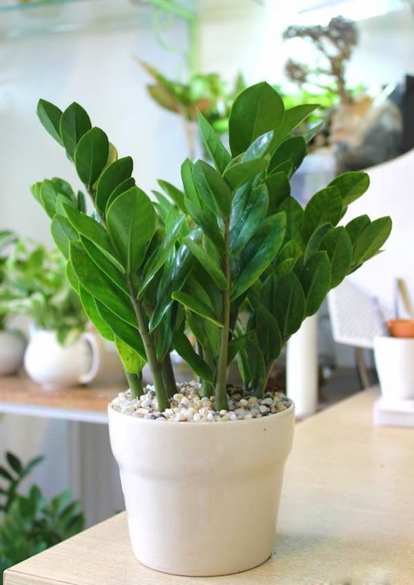 Mệnh hoả hợp cây gì? Cây phong thuỷ dành cho người mệnh hoả 20 Mệnh-hoả-hợp-cây-gì-Cây-phong-thuỷ-dành-cho-người-mệnh-hoả-img10