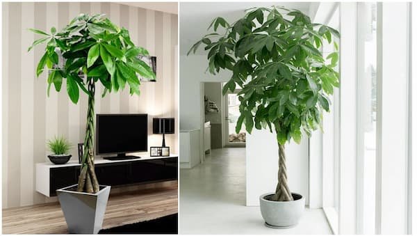 Mệnh hoả hợp cây gì? Cây phong thuỷ dành cho người mệnh hoả 26 Mệnh-hoả-hợp-cây-gì-Cây-phong-thuỷ-dành-cho-người-mệnh-hoả-img13