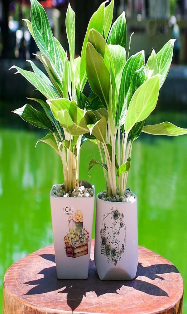 Mệnh hoả hợp cây gì? Cây phong thuỷ dành cho người mệnh hoả 22 Mệnh-hoả-hợp-cây-gì-Cây-phong-thuỷ-dành-cho-người-mệnh-hoả-img14