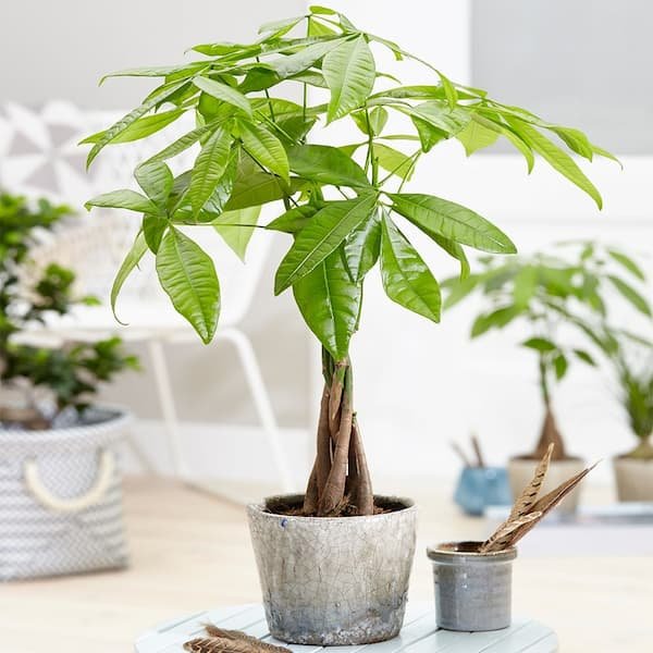 Mệnh hoả hợp cây gì? Cây phong thuỷ dành cho người mệnh hoả 21 Mệnh-hoả-hợp-cây-gì-Cây-phong-thuỷ-dành-cho-người-mệnh-hoả-img3