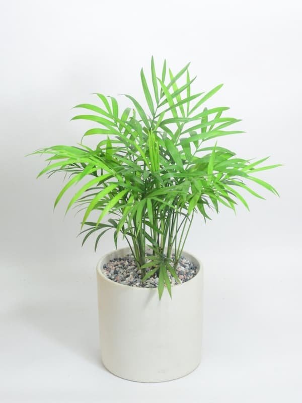 Mệnh hoả hợp cây gì? Cây phong thuỷ dành cho người mệnh hoả 24 Mệnh-hoả-hợp-cây-gì-Cây-phong-thuỷ-dành-cho-người-mệnh-hoả-img5