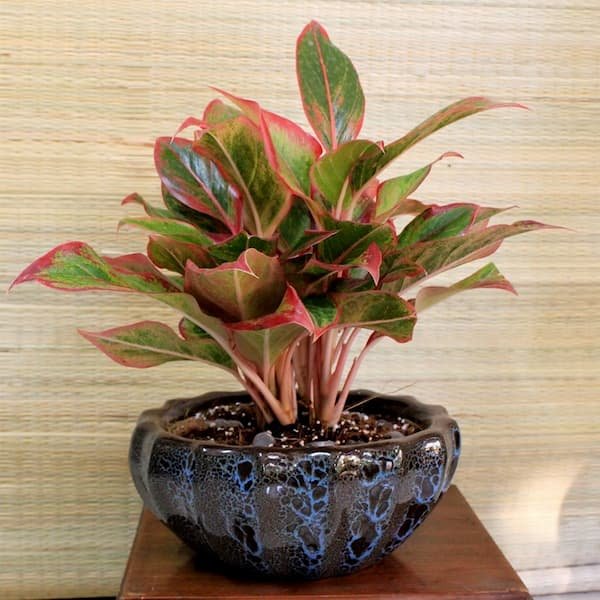 Mệnh hoả hợp cây gì? Cây phong thuỷ dành cho người mệnh hoả 16 Mệnh-hoả-hợp-cây-gì-Cây-phong-thuỷ-dành-cho-người-mệnh-hoả-img7