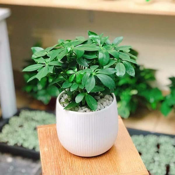 Mệnh hoả hợp cây gì? Cây phong thuỷ dành cho người mệnh hoả 23 Mệnh-hoả-hợp-cây-gì-Cây-phong-thuỷ-dành-cho-người-mệnh-hoả-img8