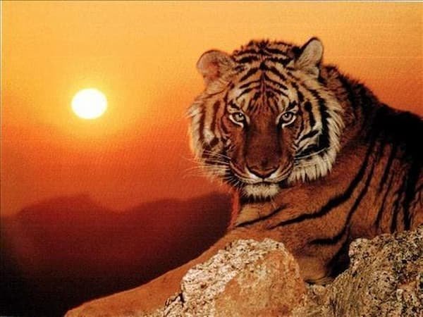 Tuổi Nhâm Dần sinh năm 2022 mệnh gì? Hợp tuổi nào & màu gì? 10 Tuổi-Nhâm-Dần-sinh-năm-2022-mệnh-gì-Hợp-tuổi-nào-màu gì-img2